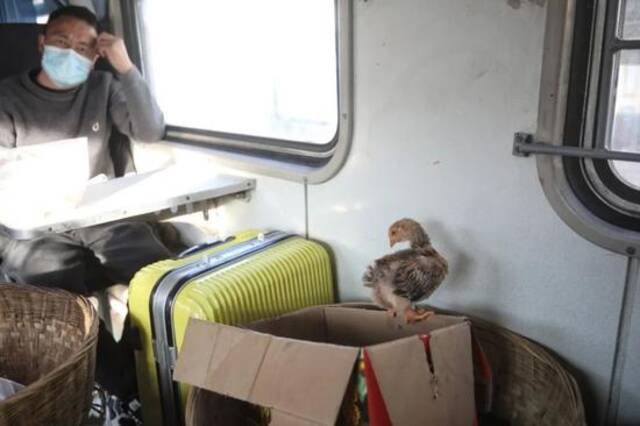 ▲2月26日，5634次列车上，一只小鸡跳出了纸箱。新京报记者王嘉宁摄