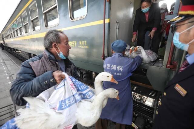  2月27日，冕宁站，家禽被运上5633次列车。新京报记者王嘉宁摄