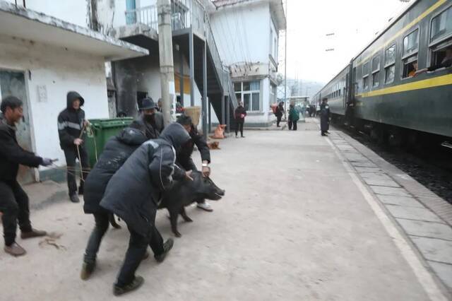 2月27日，5633次列车停靠尼波站，乘客赶着一头猪上了火车。5633/5634次列车上设有专门的货物车厢，乘客可以免费放置物品，通常，大型的牲畜，家禽，会被带往货物车厢。新京报记者王嘉宁摄