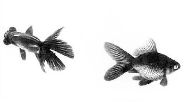 图2吴作人《睡莲金鱼图》中的童鱼（右）