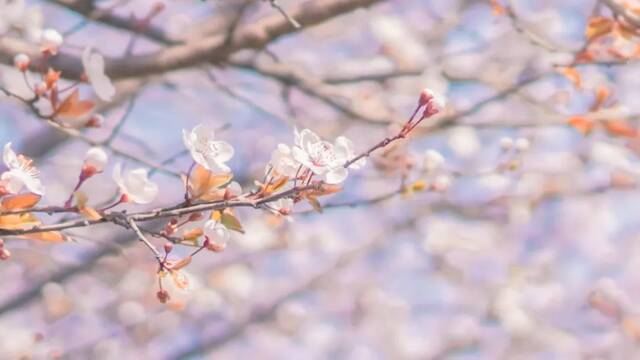 花开了，我回来了