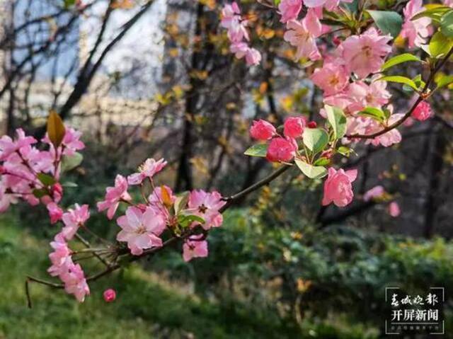 连续2天堵成“猪肝色”！昨天2万人扎堆昆明这里赏花！市民：人比花多