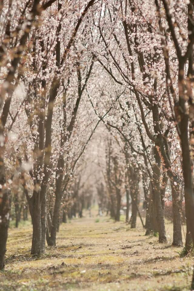 颜值满分！同济的春天，好美~