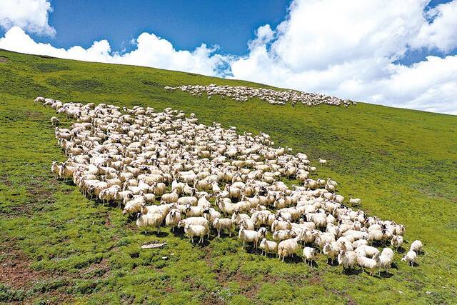 草原上的羊群。(洪玉杰摄)