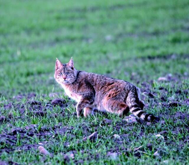 这是在祁连山国家公园青海片区拍摄到的荒漠猫。宋大昭摄