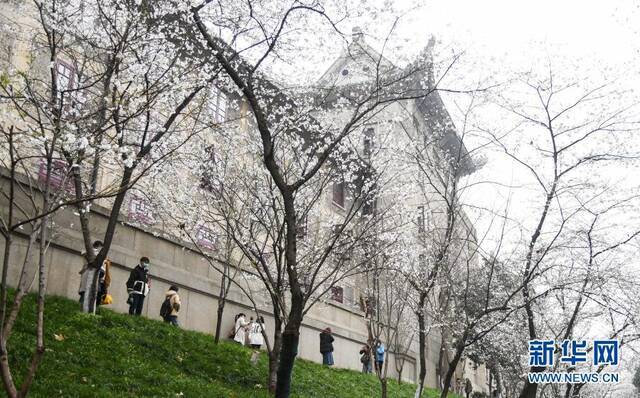 3月8日，游客在武汉大学赏花。新华社记者程敏摄