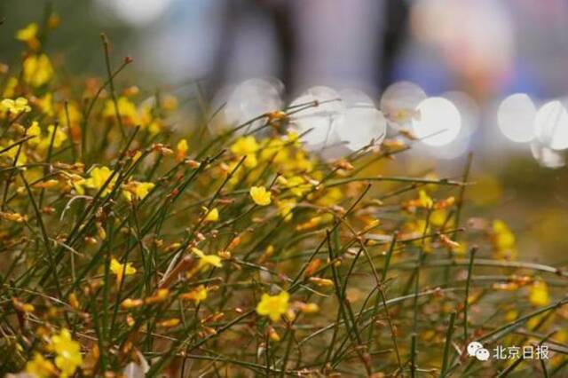 3月2日，在西城区顺城公园，迎春花将春光串满枝丫。（北京日报客户端记者方非/摄）