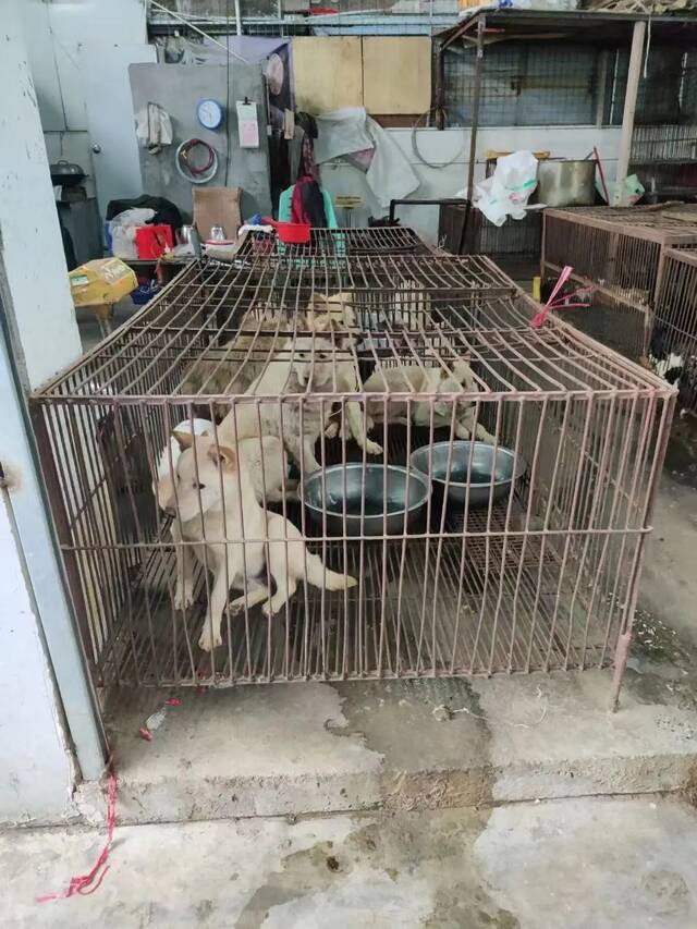 ▲被关在店铺里的猫和狗。受访者供图