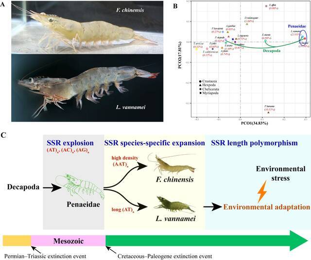 △对虾基因组SSR扩张与适应性进化