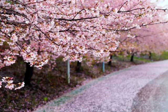 2021上海樱花节3月12日开幕！建议错峰赏樱、注意游园安全