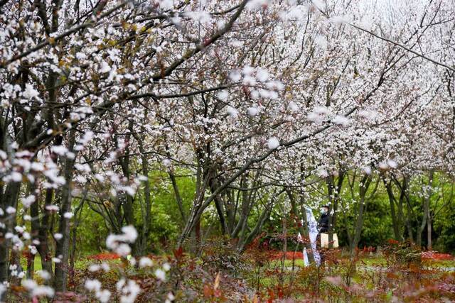 2021上海樱花节3月12日开幕！建议错峰赏樱、注意游园安全