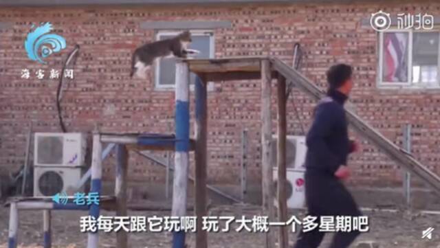 退伍老兵把流浪猫训练成“特种猫” 网友：求秘籍