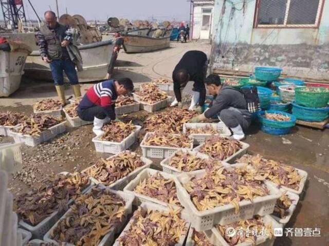 青岛胶州湾海星泛滥吃光养殖蛤蜊，渔业部门：3天内出台措施