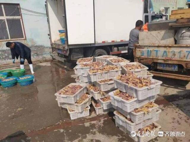 青岛胶州湾海星泛滥吃光养殖蛤蜊，渔业部门：3天内出台措施