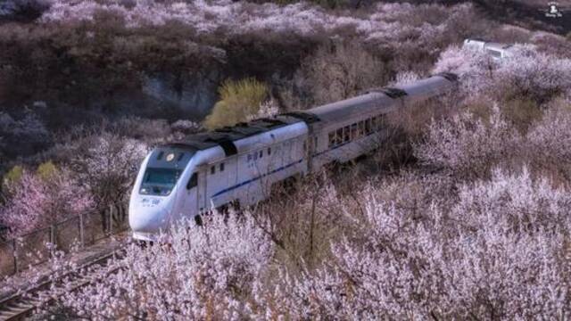 北京“催花雨”，万花齐待放，“开往春天的列车”服务指南来了