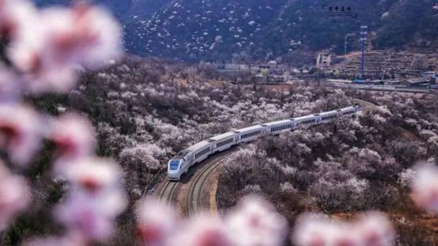 北京“催花雨”，万花齐待放，“开往春天的列车”服务指南来了