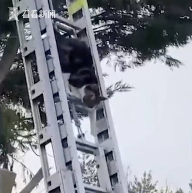 消防员架梯子营救被困猫咪 喵星人：我自己能爬(图)
