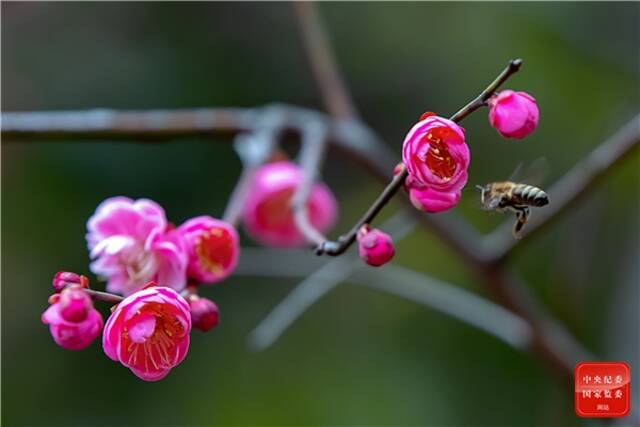 蝶隐蜂藏寂众芳，一枝寥落小溪傍。（江苏省响水县纪委监委供赵锦摄）