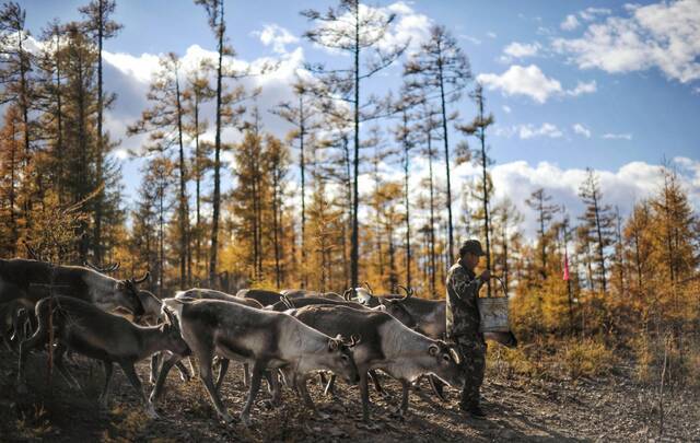 内蒙古大兴安岭根河林业局约安里林场，林场职工张国华为驯鹿补充饲料。