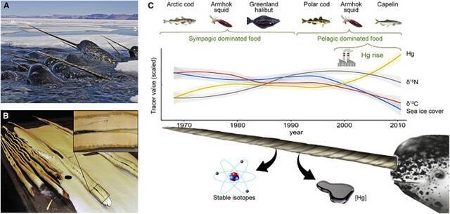 独角鲸的牙每年都会有一个新的生长环研究揭示它们的环境变化有趣事实