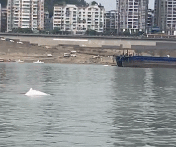 广西梧州西江流域惊现中华白海豚 救助工作正在进行