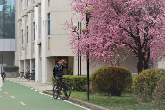 太美！长安大学再添一抹新绿……