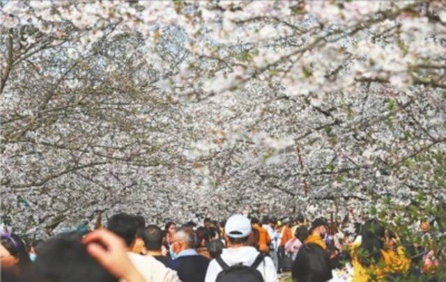 百万游客来武汉赏花踏青