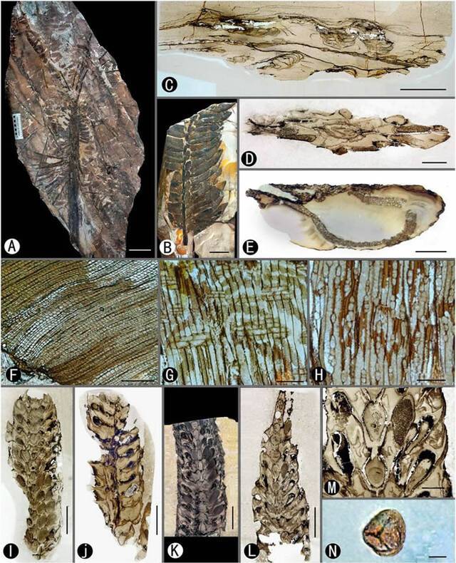 内蒙古乌海发现“史前植物的庞贝城”Noeggerathiales是种子植物谱系的高度进化成员