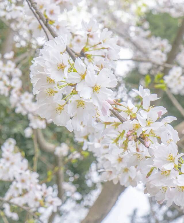 你想看的樱花，安排！