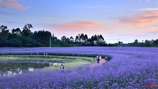 四川春季赏花地图首发 100个赏春踏青点位“曝光”！