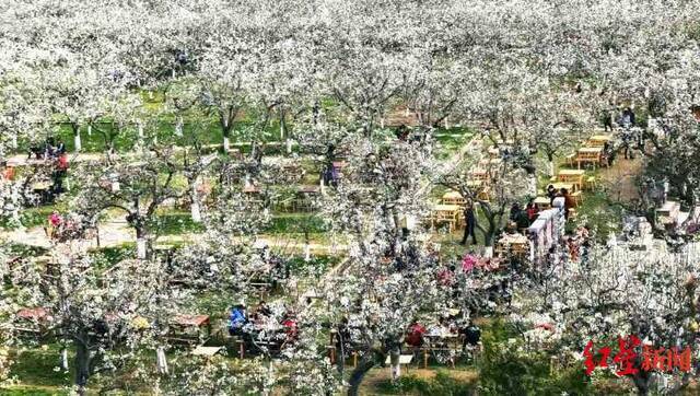 四川春季赏花地图首发 100个赏春踏青点位“曝光”！