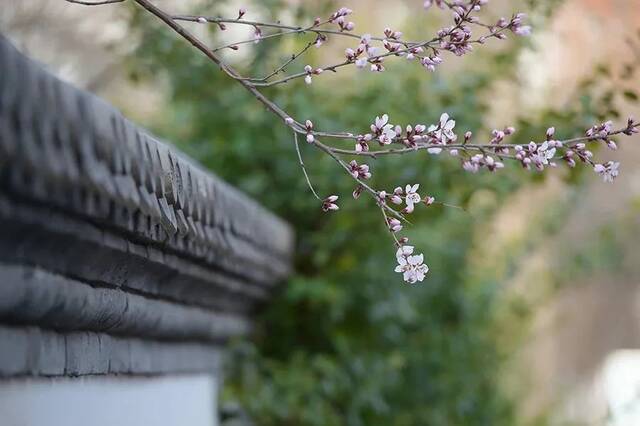 返校首日！春风至，红果归