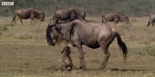 《BBC Earth》视频：刚出生站不稳的牛羚遭到鬣狗围捕拼命狂奔竟成功逃过死劫