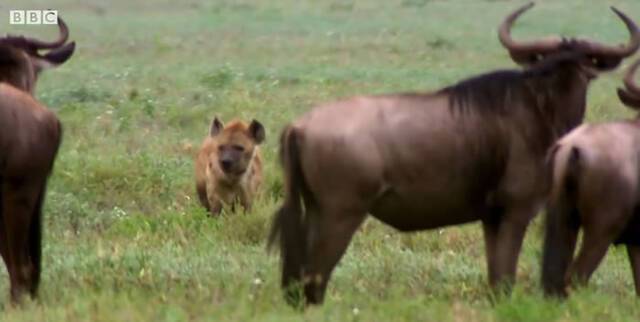 《BBC Earth》视频：刚出生站不稳的牛羚遭到鬣狗围捕拼命狂奔竟成功逃过死劫