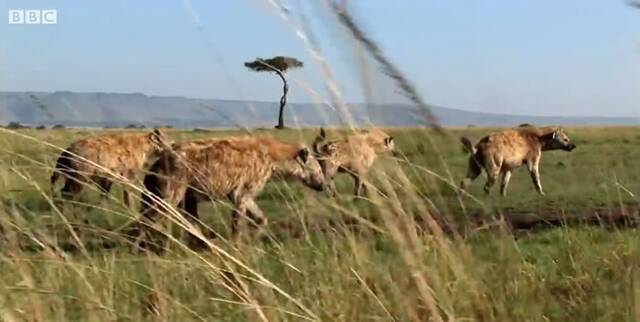 《BBC Earth》视频：刚出生站不稳的牛羚遭到鬣狗围捕拼命狂奔竟成功逃过死劫