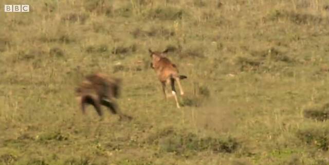 《BBC Earth》视频：刚出生站不稳的牛羚遭到鬣狗围捕拼命狂奔竟成功逃过死劫