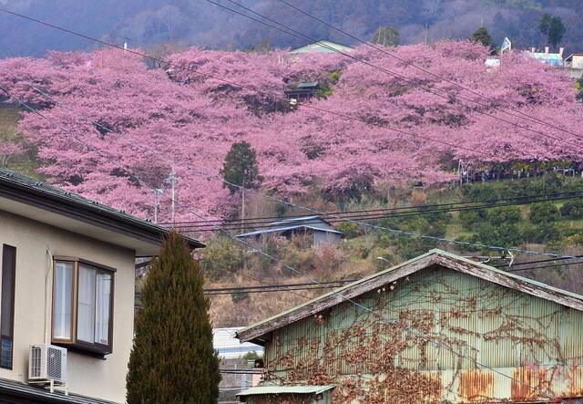 日本神奈川县（资料图）