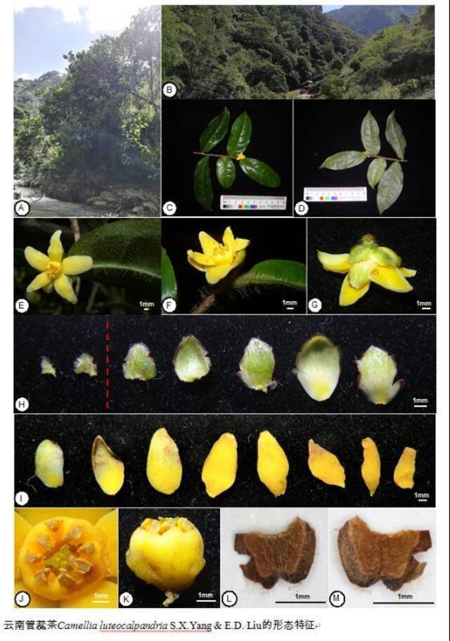 △图片来源：中国科学院昆明植物研究所