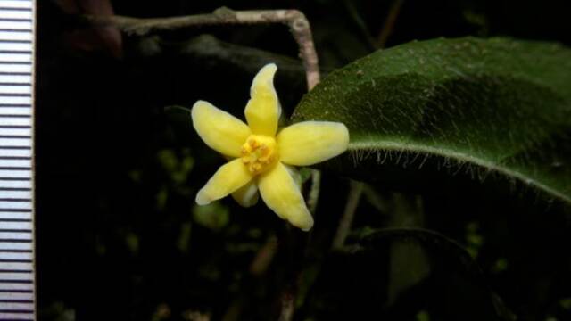 △图片来源：中国科学院昆明植物研究所