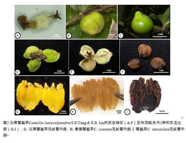 △图片来源：中国科学院昆明植物研究所