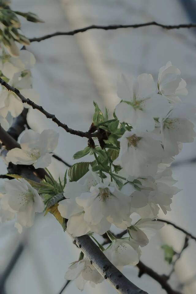 温医大“校花”图鉴