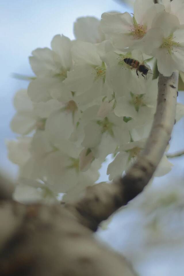 温医大“校花”图鉴