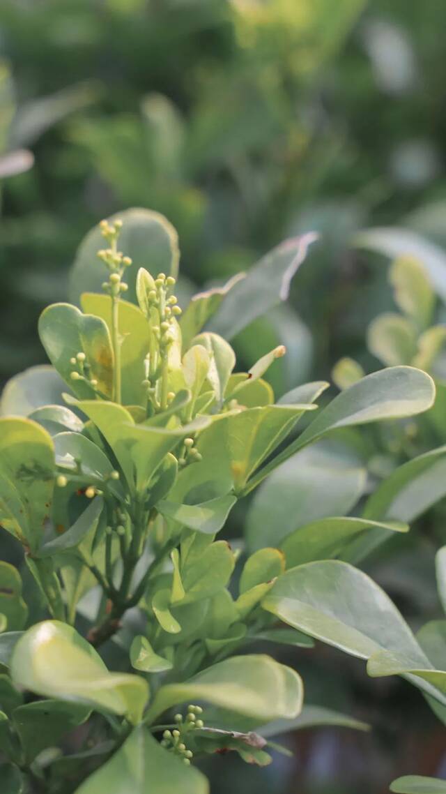 温医大“校花”图鉴