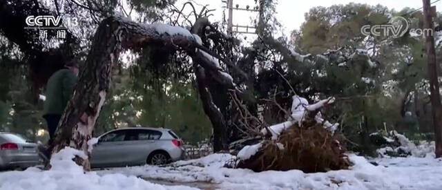 希腊因暴风雪受损树木清理工作仍在进行