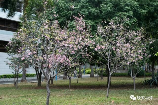 真好看！华师最美校花由你来选