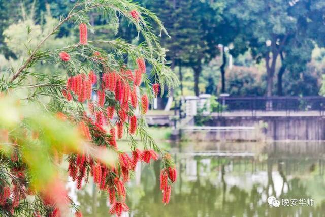 真好看！华师最美校花由你来选