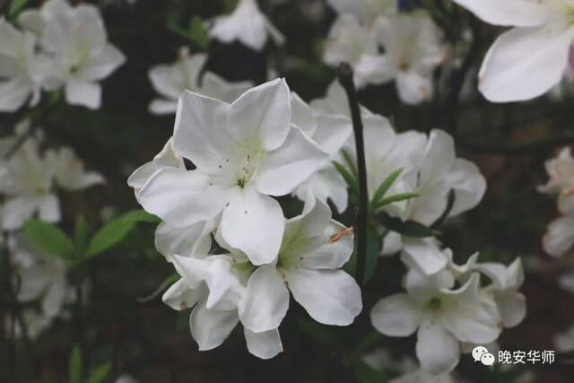 真好看！华师最美校花由你来选