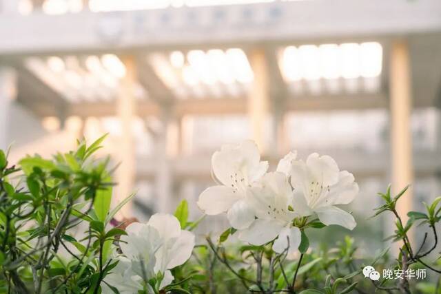 真好看！华师最美校花由你来选