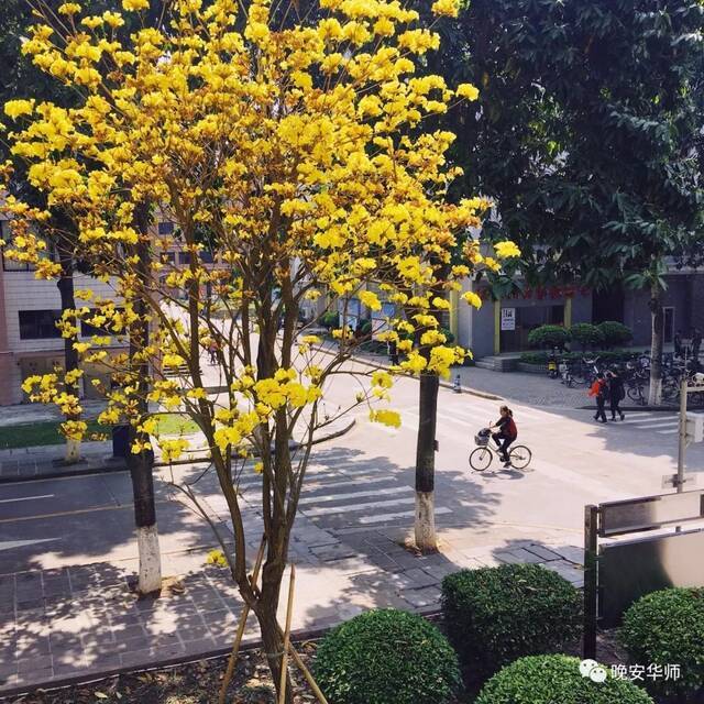 真好看！华师最美校花由你来选