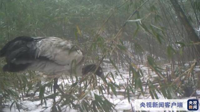 四川雅安大相岭大熊猫走廊带首次拍到黑颈鹤